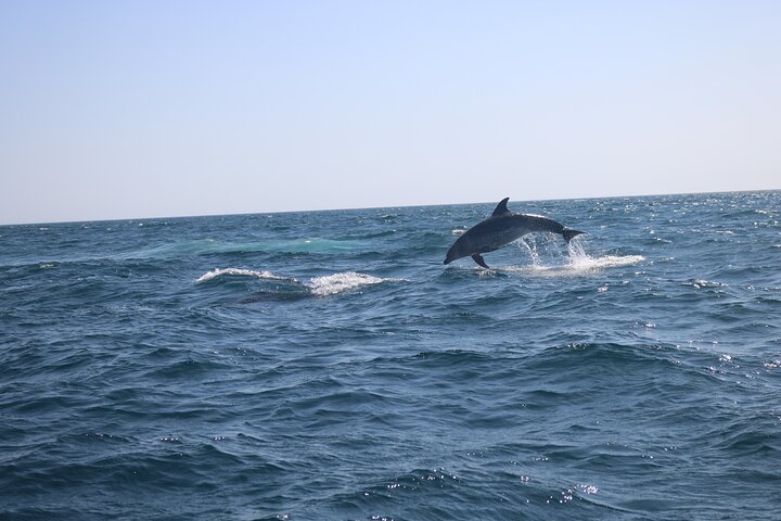 Dolphins & Benagil Caves 3h Small-group tour with Biologist