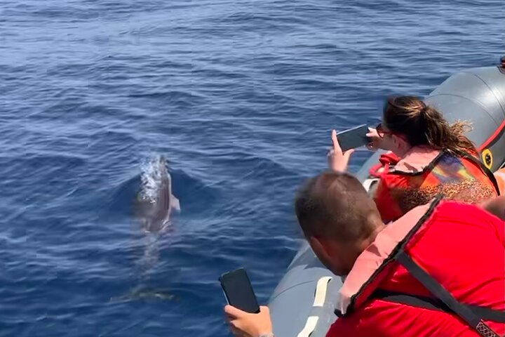 Dolphins & Benagil Caves 3h Small-group tour with Biologist