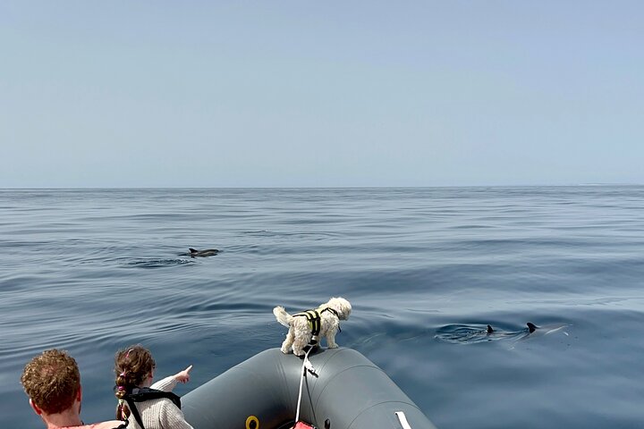 Dolphins & Benagil Caves 3h Small-group tour with Biologist