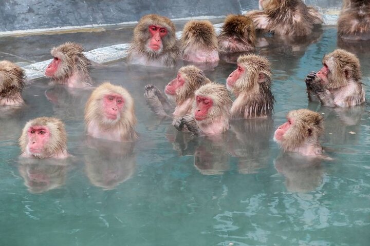 1-Day Private Snow Monkey ZenkoJi Temple & SakeTasting NaganoTour