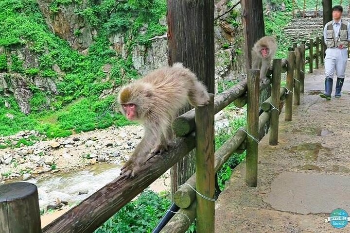 1-Day Private Snow Monkey ZenkoJi Temple & SakeTasting NaganoTour