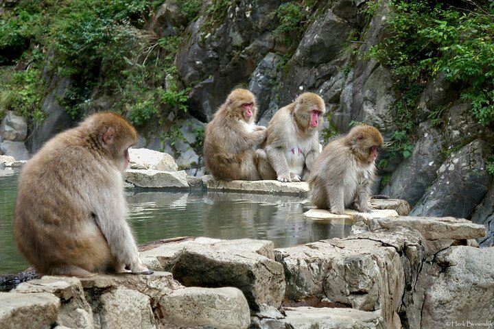 1-Day Private Snow Monkey ZenkoJi Temple & SakeTasting NaganoTour
