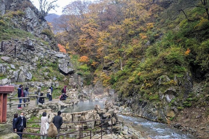 1-Day Private Snow Monkey ZenkoJi Temple & SakeTasting NaganoTour