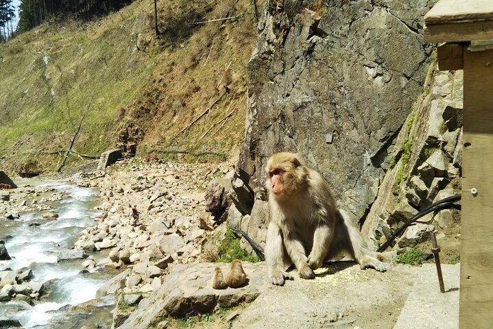 1-Day Private Snow Monkey ZenkoJi Temple & SakeTasting NaganoTour