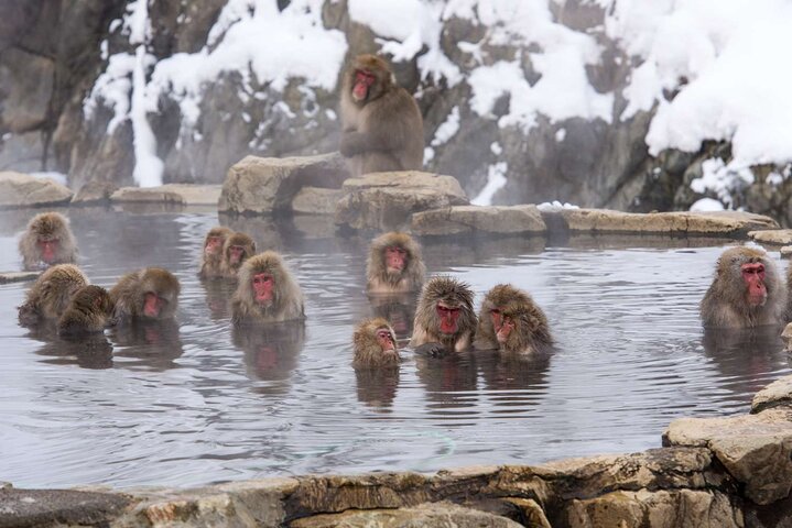 1-Day Private Snow Monkey ZenkoJi Temple & SakeTasting NaganoTour