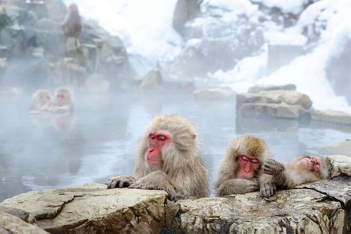 1-Day Private Snow Monkey ZenkoJi Temple & SakeTasting NaganoTour