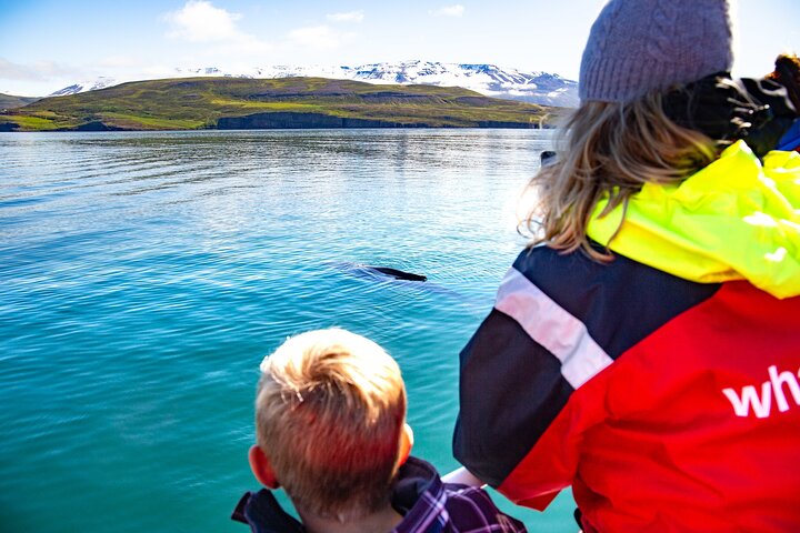 100% Whale Watching