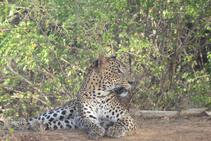 Full Day Safari Tour in Yala National Park