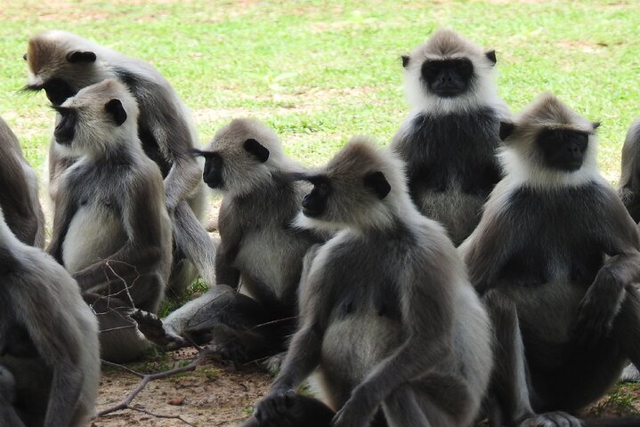 Full Day Safari Tour in Yala National Park
