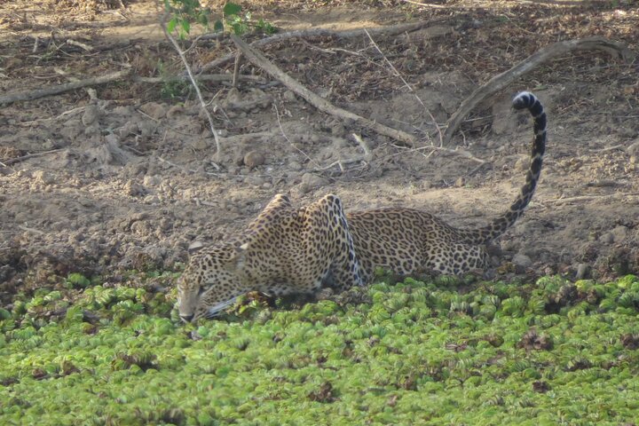 Full Day Safari Tour in Yala National Park