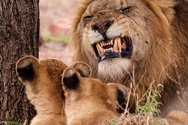 Kilimahewa safari full and real wild