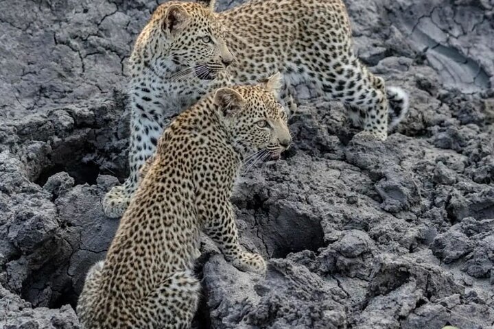 Kilimahewa safari full and real wild