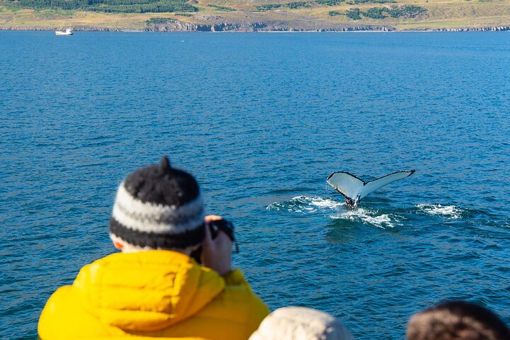 100% Whale Watching