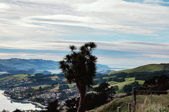 Heritage City and Larnach Castle Van tour with Historian Guide
