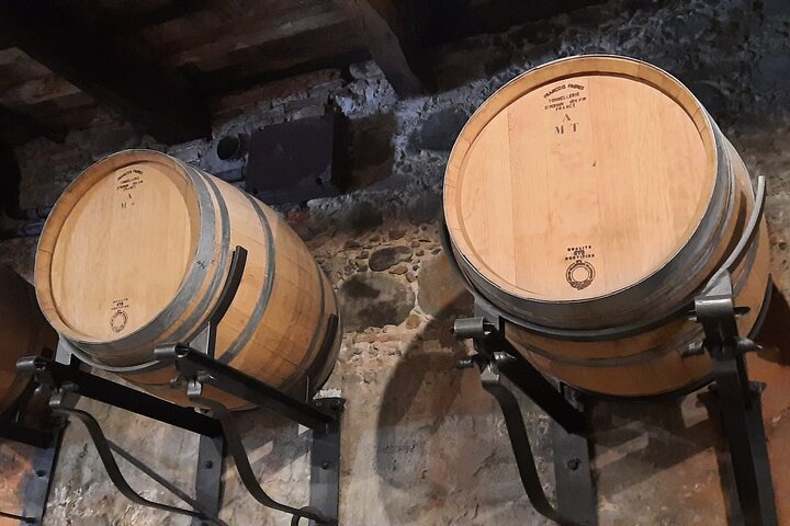 Wine Experience in farm vineyard & winery from Montecatini