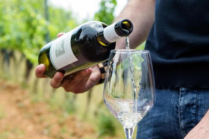 Wine Experience in farm vineyard & winery from Montecatini