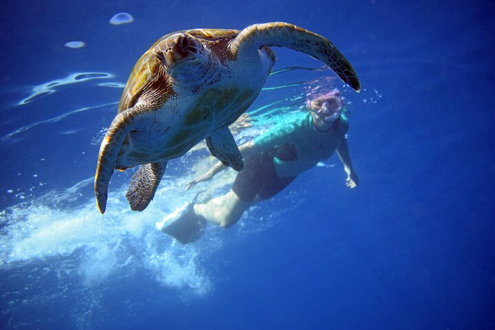 Tenerife: Turtle and Dolphin Kayak Tour with Snorkel and Wetsuit