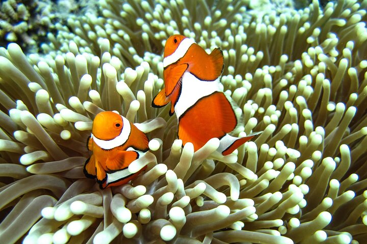 Koh Lipe Adan Archipelago 7-Island Small-Group Snorkeling Tour