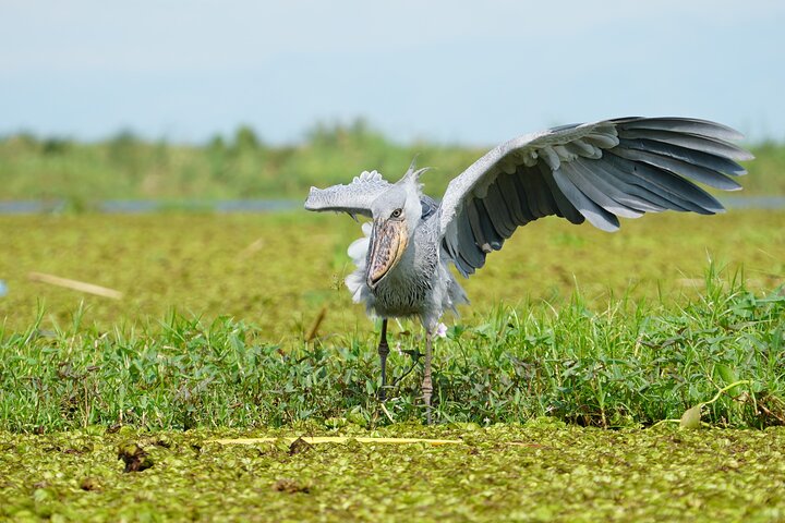 1/2 Mabamba Swamp Shoebill Tour