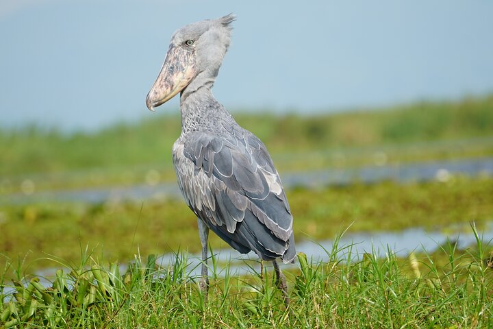 1/2 Mabamba Swamp Shoebill Tour