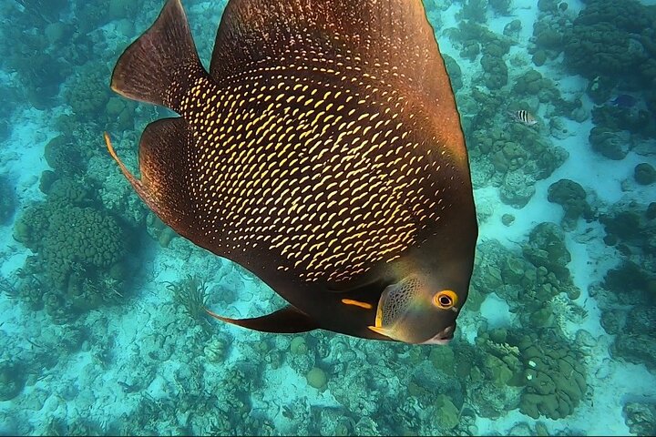 Marine Park - Private Boat charter with LOCAL Captain/ Guide