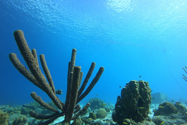 Marine Park - Private Boat charter with LOCAL Captain/ Guide