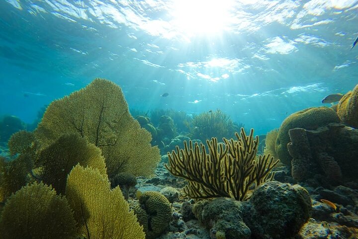Marine Park - Private Boat charter with LOCAL Captain/ Guide