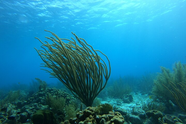Marine Park - Private Boat charter with LOCAL Captain/ Guide