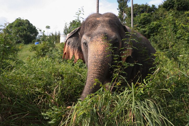 Half Day Elephant Home Sanctuary in Samui