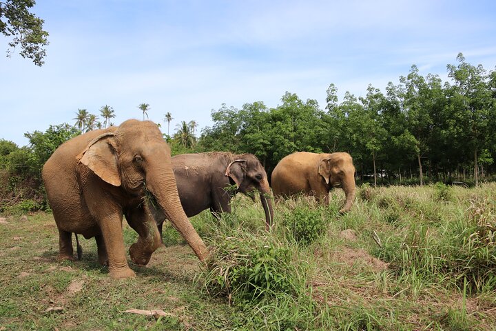 Half Day Elephant Home Sanctuary in Samui