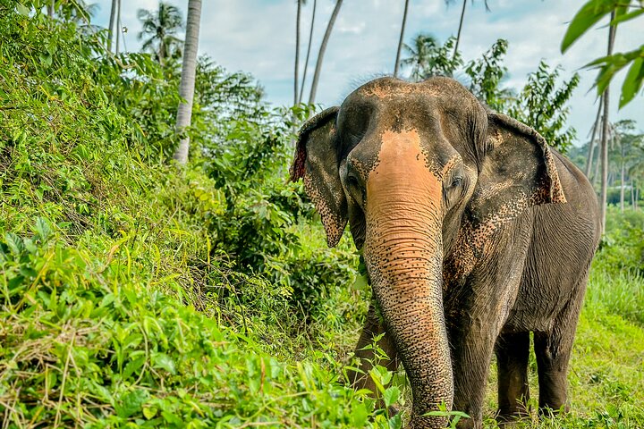 Half Day Elephant Home Sanctuary in Samui