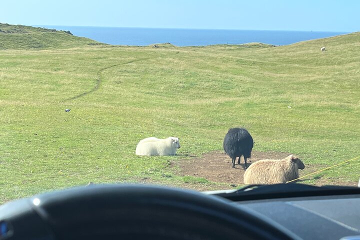 PRIVATE 2-Hours Tour - Westman Islands with a local in a BMW X5