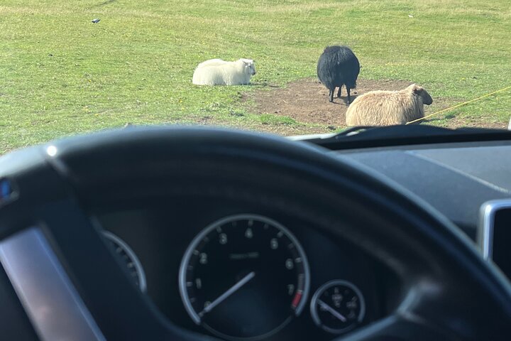 PRIVATE 2-Hours Tour - Westman Islands with a local in a BMW X5