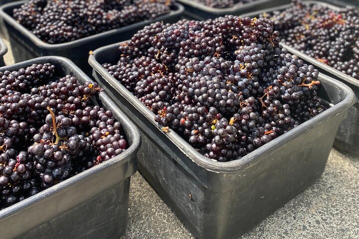 The Boutique Experience: Waiheke Best Cellar Tour (11 guests max)