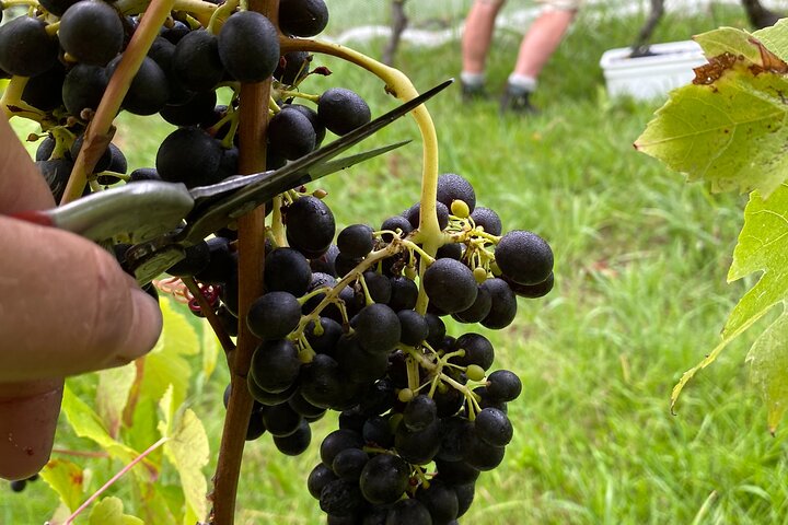 The Boutique Experience: Waiheke Best Cellar Tour (11 guests max)