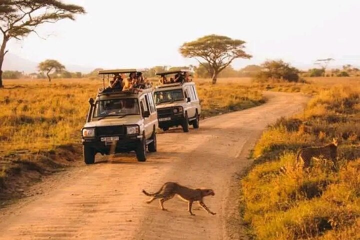 Day Trip Safari to Mikumi National Park from Zanzibar