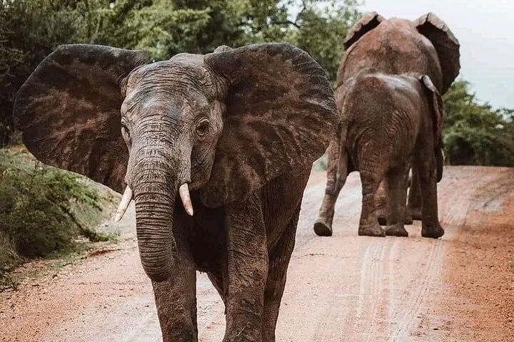 Day Trip Safari to Mikumi National Park from Zanzibar