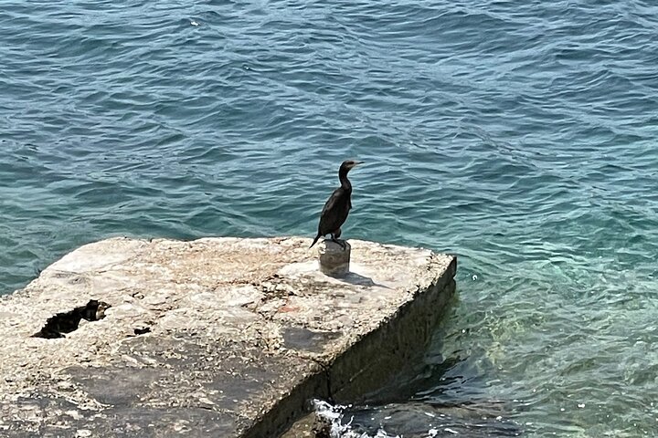 Blue Cave and Town Hvar with 5 Island Boat Tour