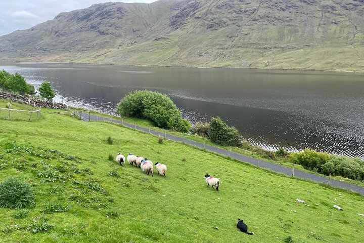 Small Group Kylemore Abbey, Sheepdog Demo & Connemara Tour