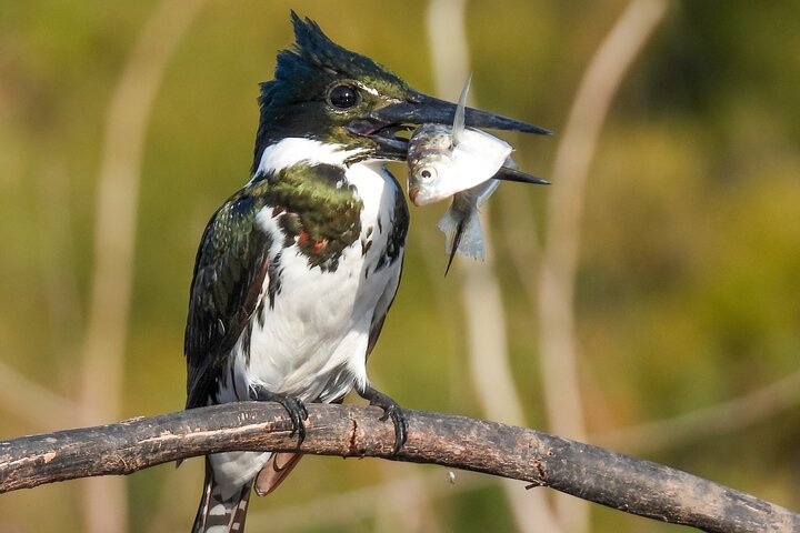 Full day Paraguay River Nature and Wildlife Boat Tour