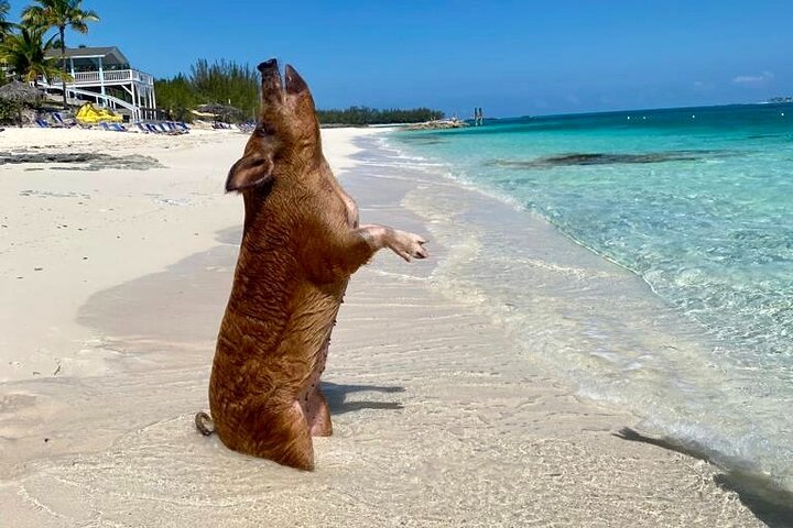 Sandy Toes The Original Rose Island and Swimming Pigs Tour