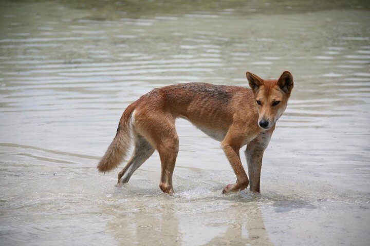Remote K'gari (Fraser Island) Experience