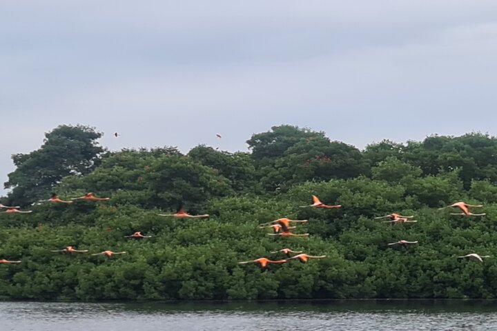Caroni Bird Sanctuary Tour