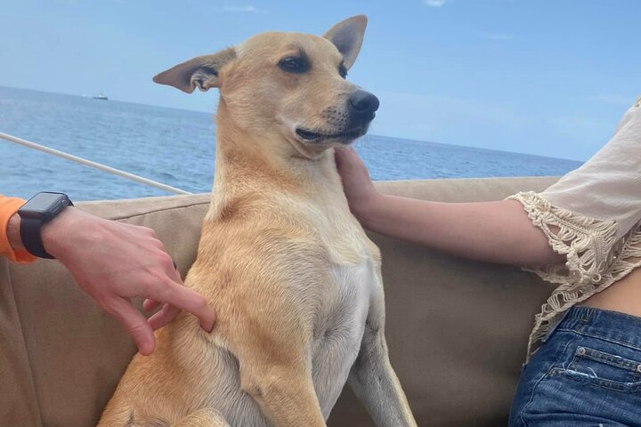 4-hour snorkel cruise to Underwater Sculptures with boat dogs