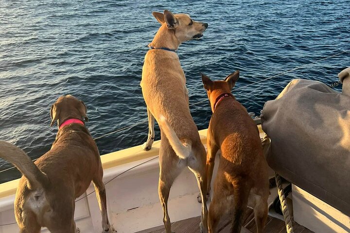 4-hour snorkel cruise to Underwater Sculptures with boat dogs
