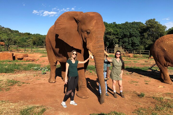 Elephant Sanctuary Tour from Johannesburg