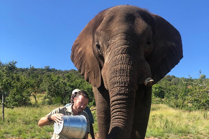 Elephant Sanctuary Tour from Johannesburg