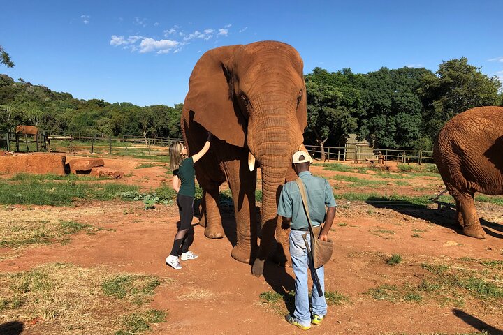 Elephant Sanctuary Tour from Johannesburg