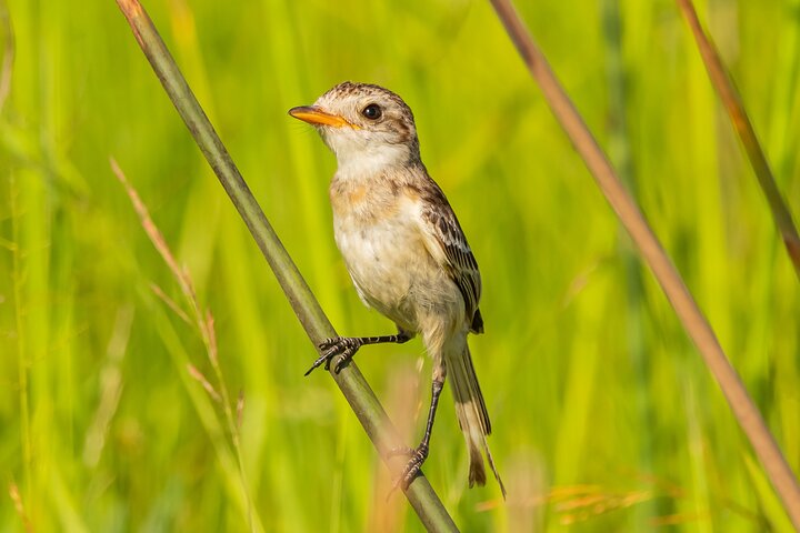 Birding and Nature Chaco Tour