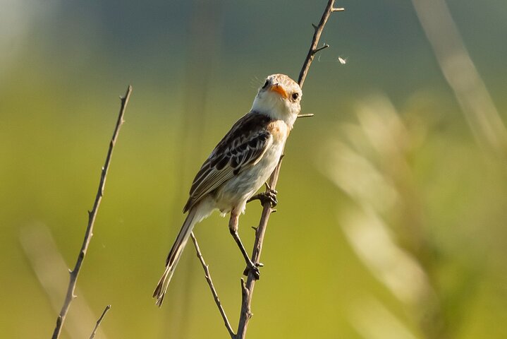 Birding and Nature Chaco Tour